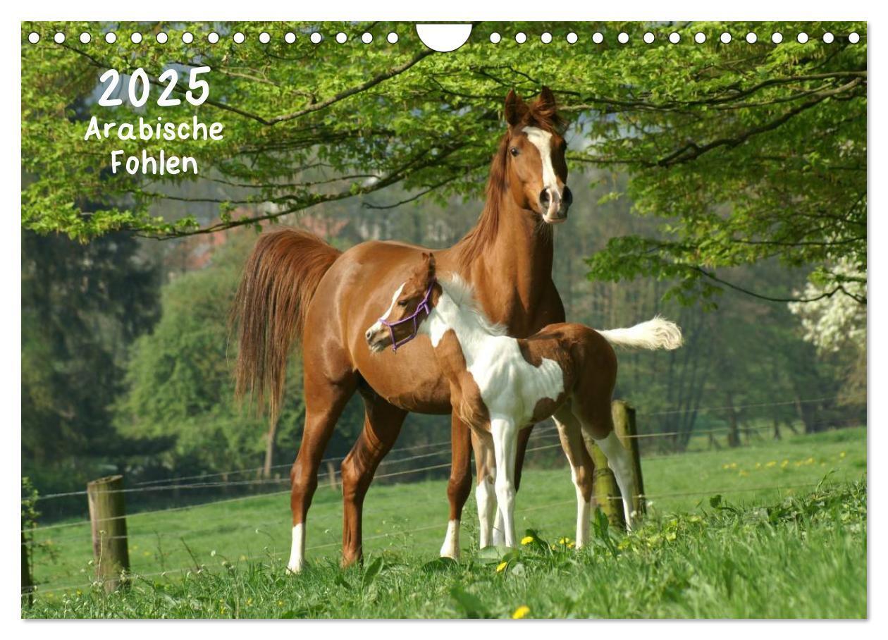 Cover: 9783435804535 | Arabische Fohlen 2025 (Wandkalender 2025 DIN A4 quer), CALVENDO...