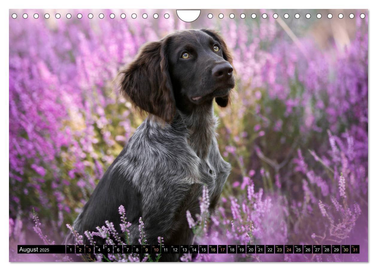 Bild: 9783435174546 | Faszination Jagdhund - Deutsch Langhaar (Wandkalender 2025 DIN A4...