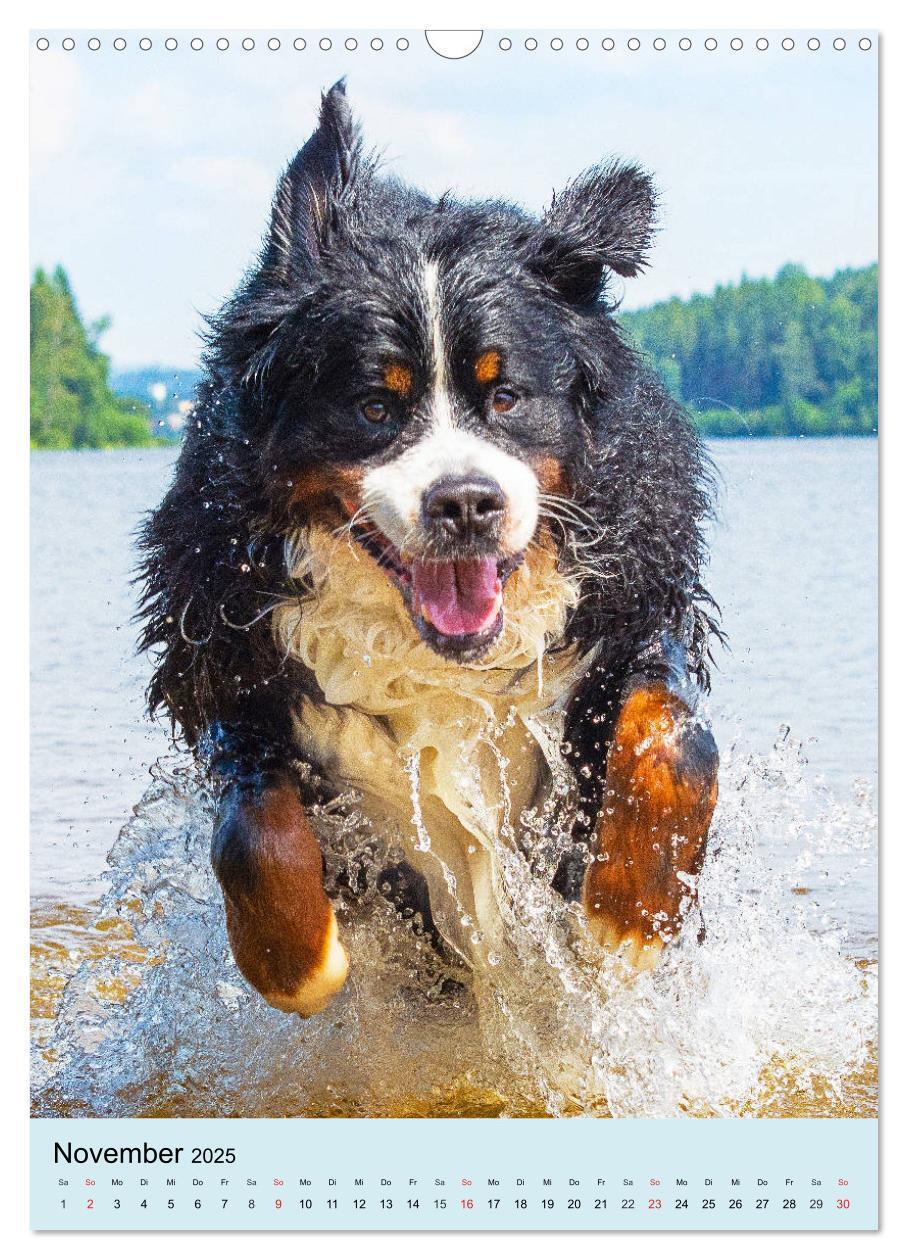 Bild: 9783435960651 | Berner Sennenhund - stark , schön und liebenswert (Wandkalender...