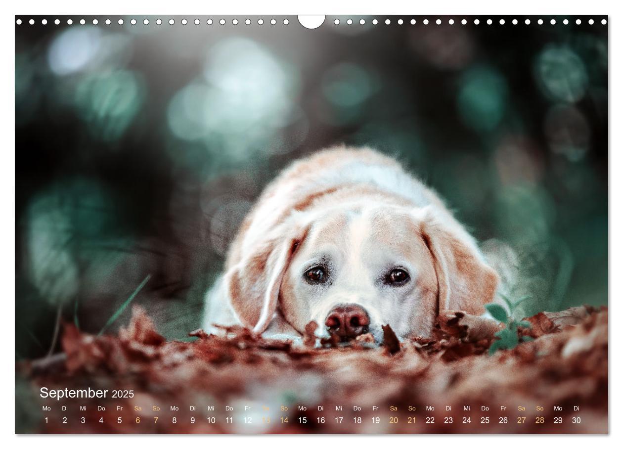 Bild: 9783435018505 | Verzauberung Labrador Retriever 2025 (Wandkalender 2025 DIN A3...