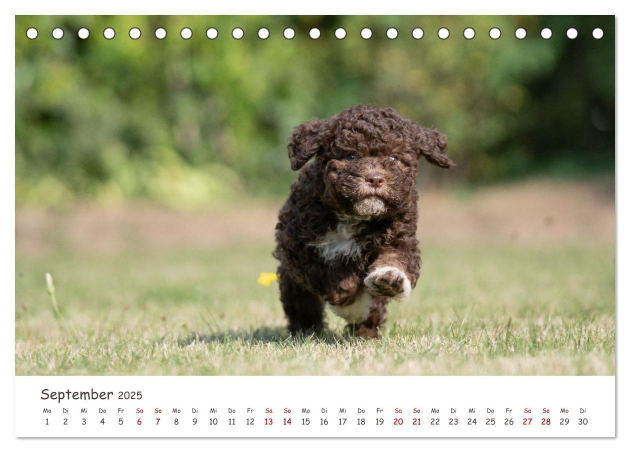 Bild: 9783383999031 | Lagotto Romagnolo - Spiel und Spaß in der Welpenzeit (Tischkalender...