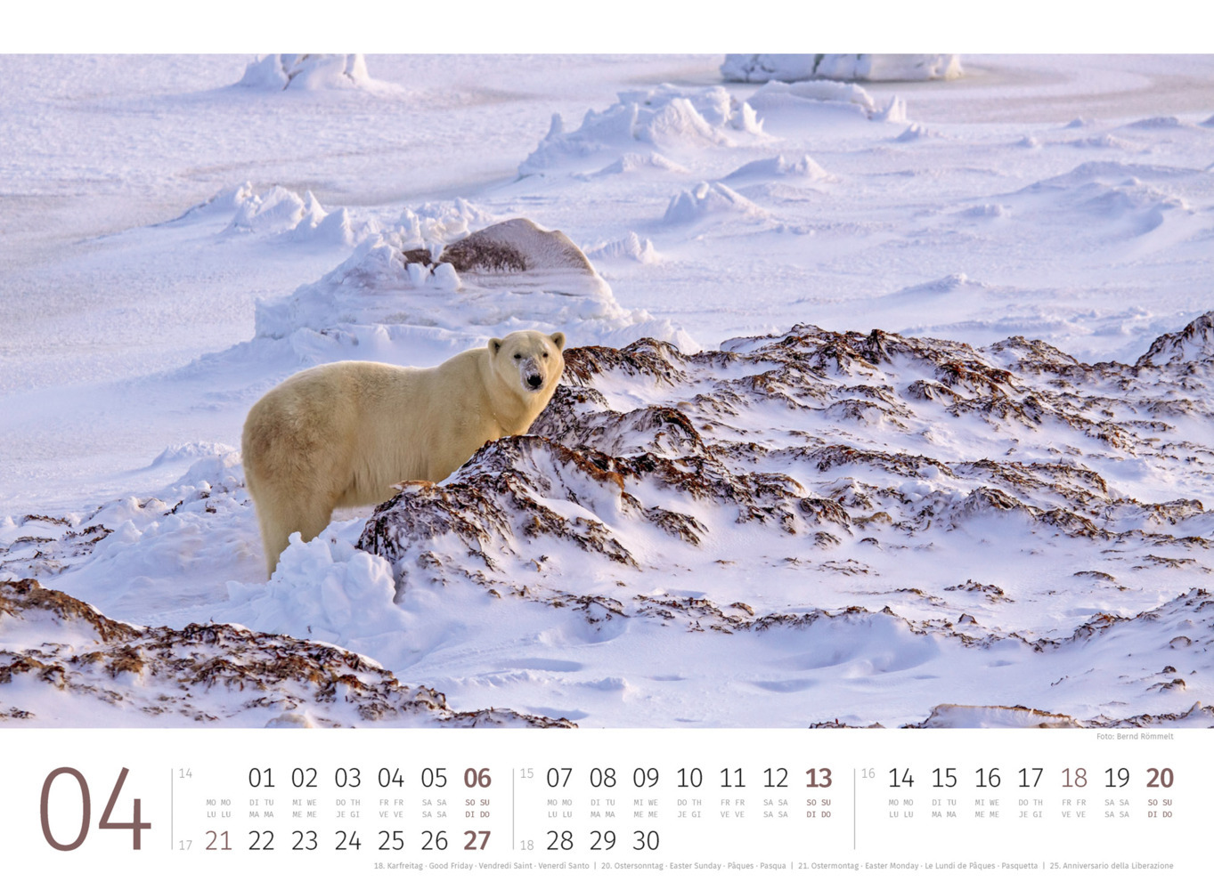 Bild: 9783838425986 | Eisbären Kalender 2025 | Ackermann Kunstverlag | Kalender | 14 S.