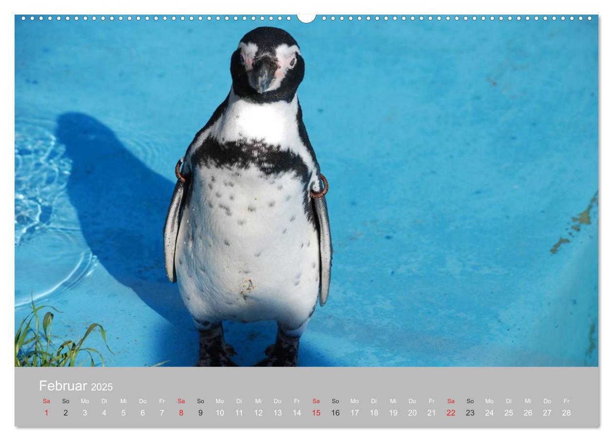 Bild: 9783435789603 | Pinguine 2025 (Wandkalender 2025 DIN A2 quer), CALVENDO Monatskalender