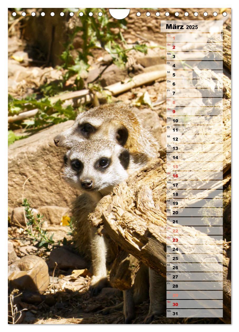 Bild: 9783435890996 | Erdmännchen, putzige Kerlchen mit großen Knopfaugen (Wandkalender...