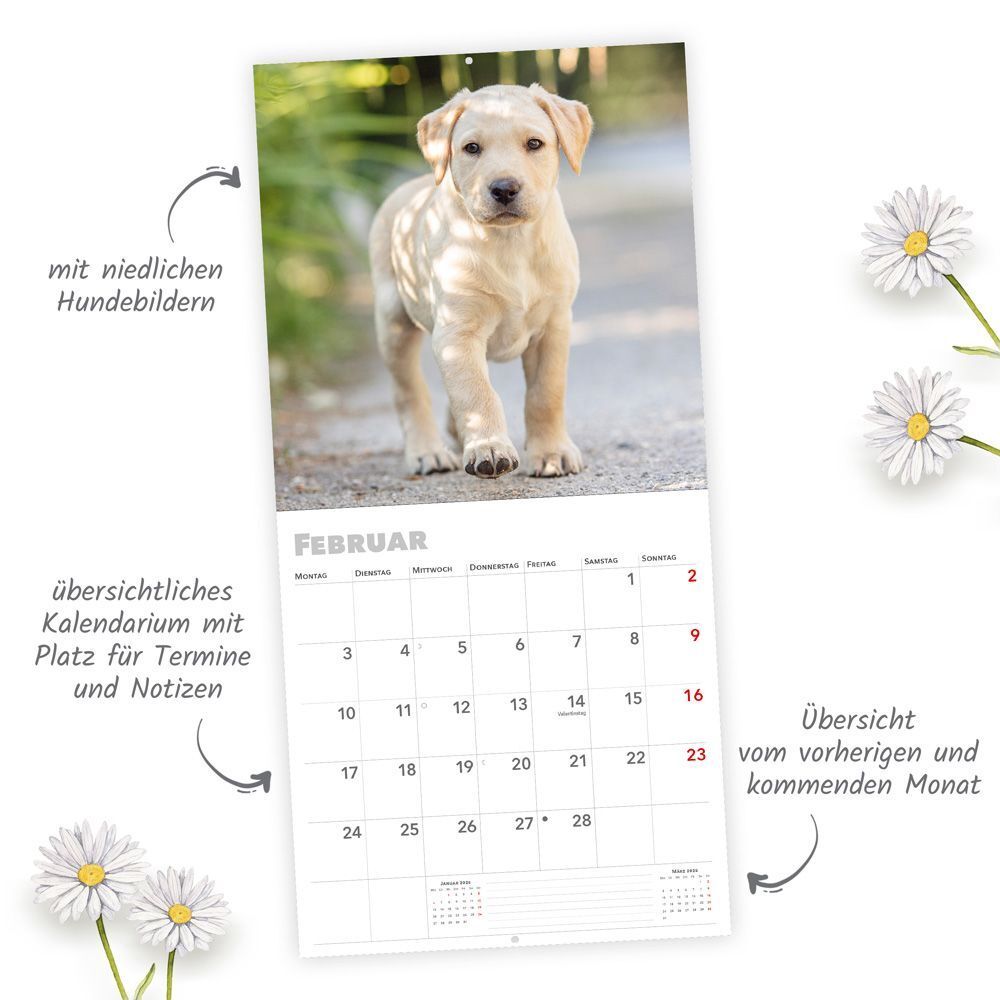 Bild: 9783988021885 | Trötsch Broschürenkalender Hunde 2025 | Wandplaner | Co.KG | Kalender