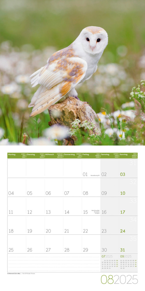 Bild: 9783838445243 | Eulen Kalender 2025 - 30x30 | Ackermann Kunstverlag | Kalender | 28 S.