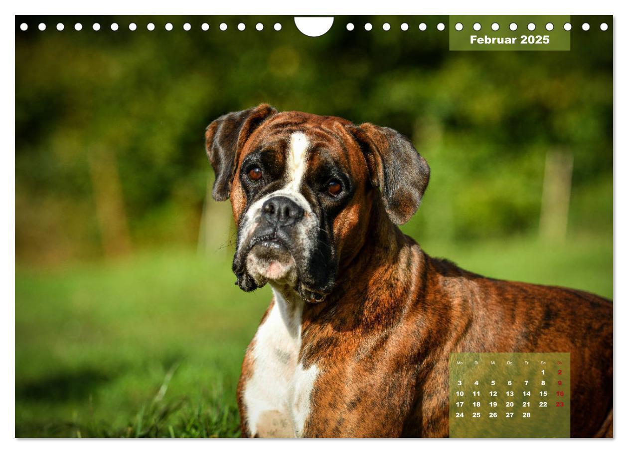 Bild: 9783435179947 | Einmal Boxer - immer Boxer (Wandkalender 2025 DIN A4 quer),...