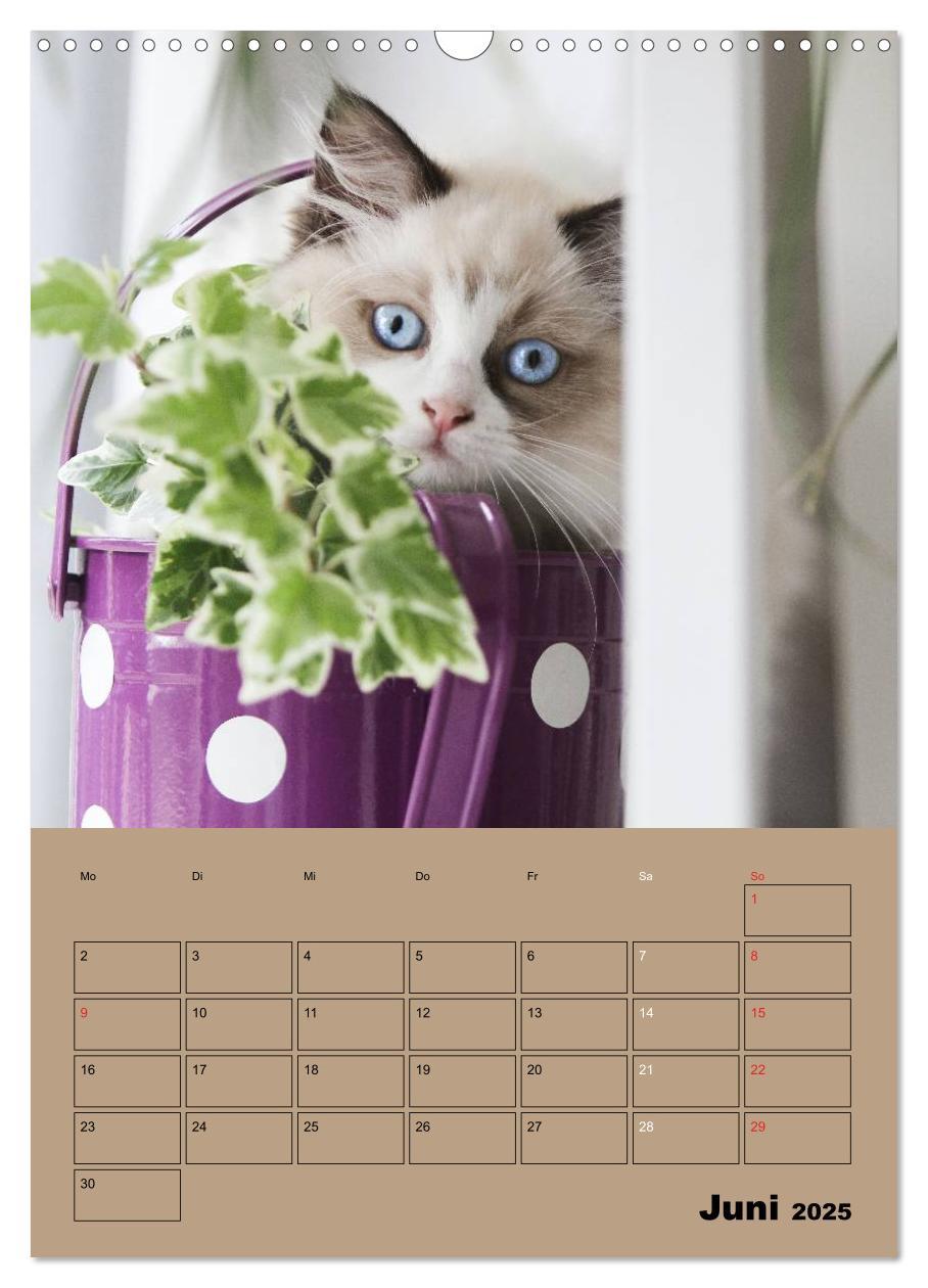 Bild: 9783457012895 | Ragdolls zum Verlieben (Wandkalender 2025 DIN A3 hoch), CALVENDO...