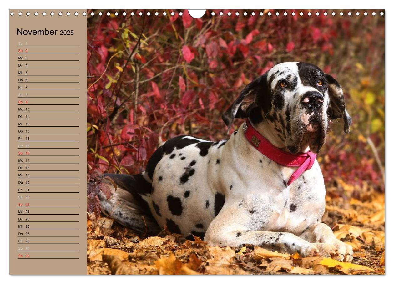 Bild: 9783435491841 | Deutsche Doggen - Sanfte Riesen (Wandkalender 2025 DIN A3 quer),...