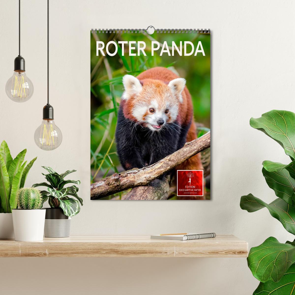 Bild: 9783435987412 | Roter Panda (Wandkalender 2025 DIN A3 hoch), CALVENDO Monatskalender