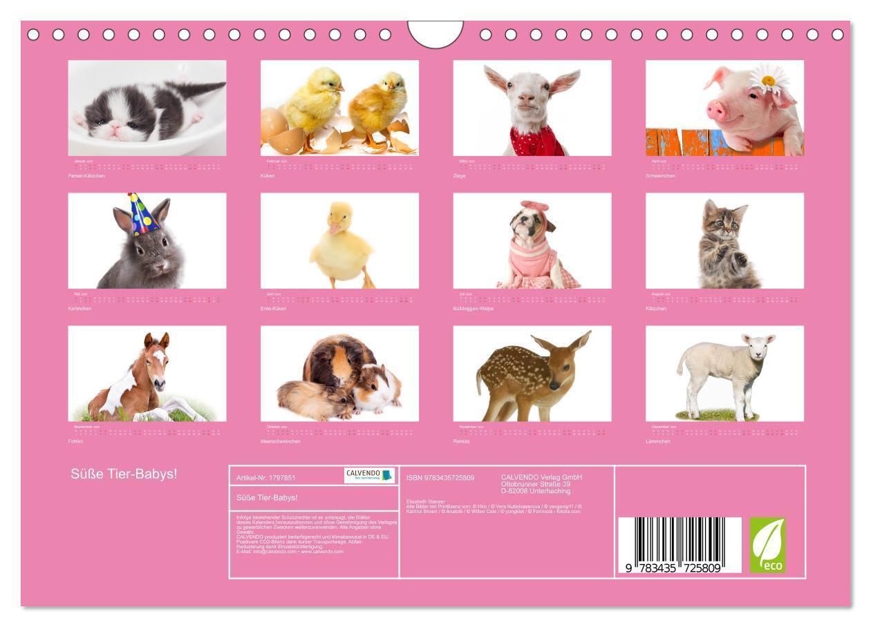 Bild: 9783435725809 | Süße Tier-Babys! (Wandkalender 2025 DIN A4 quer), CALVENDO...