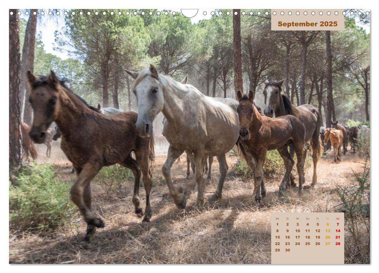 Bild: 9783435105540 | Pferde - Andalusiens wilder Westen (Wandkalender 2025 DIN A3 quer),...