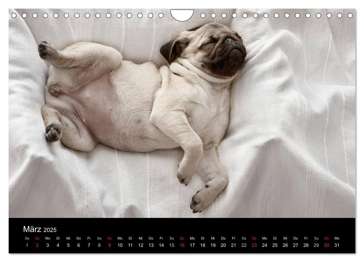 Bild: 9783435818198 | Mops 2025 (Wandkalender 2025 DIN A4 quer), CALVENDO Monatskalender