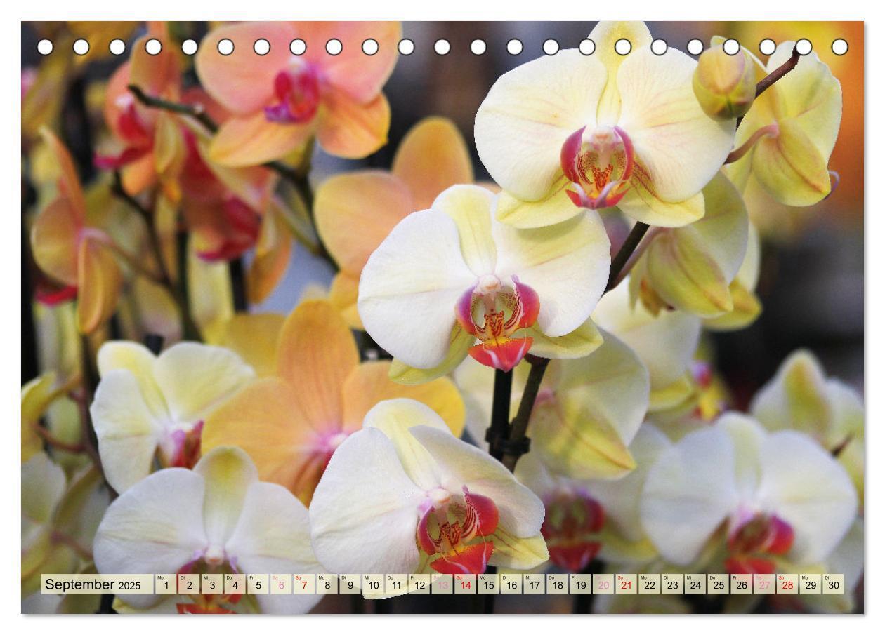 Bild: 9783383765131 | Beliebte Orchideen (Tischkalender 2025 DIN A5 quer), CALVENDO...