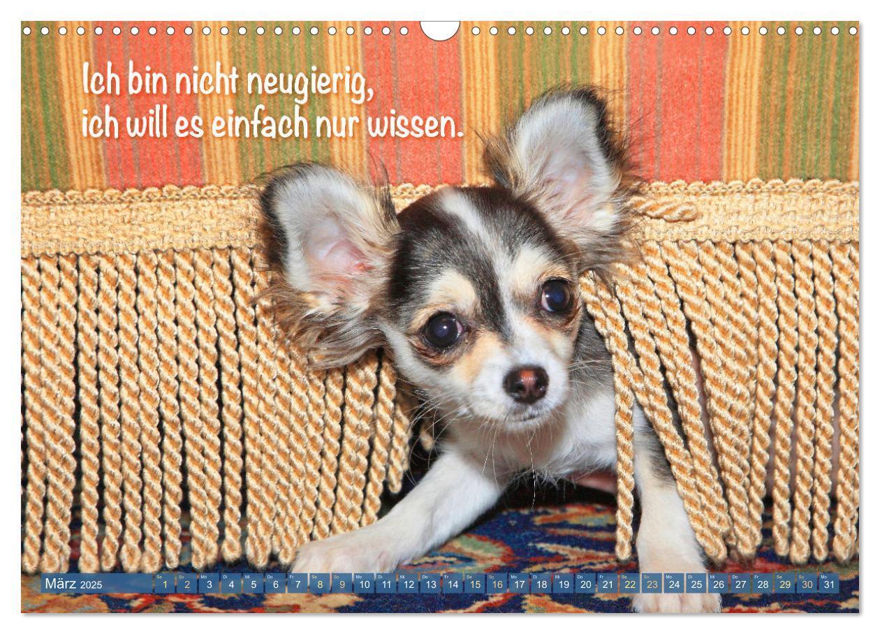 Bild: 9783457199817 | Chihuahua: Kleine Hunde, aber oho (Wandkalender 2025 DIN A3 quer),...