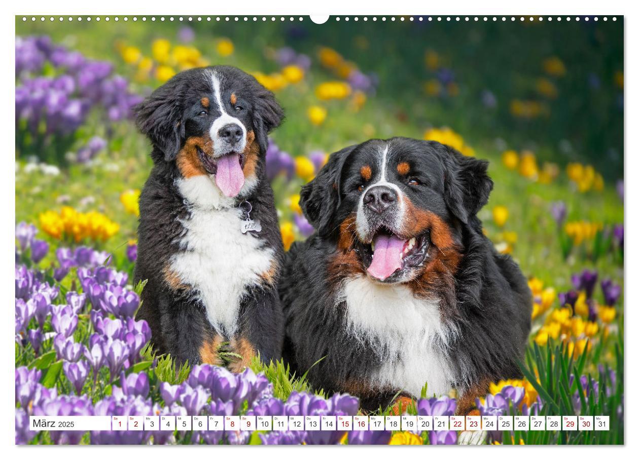 Bild: 9783383848292 | Berner Sennenhund - Ein Freund auf vier Pfoten (Wandkalender 2025...