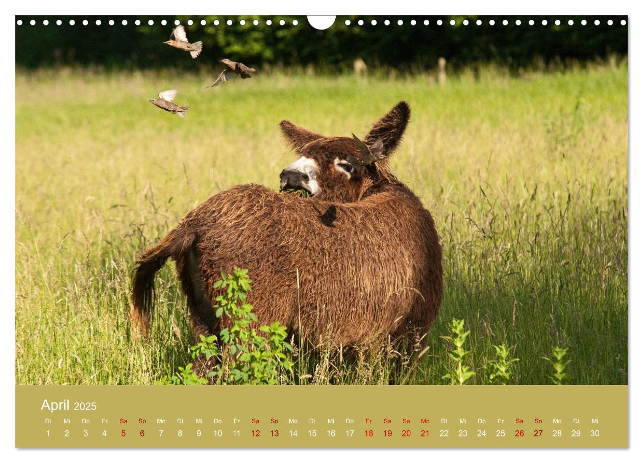 Bild: 9783435396542 | Baudet de Poitou - Seltene französische Langohren (Wandkalender...