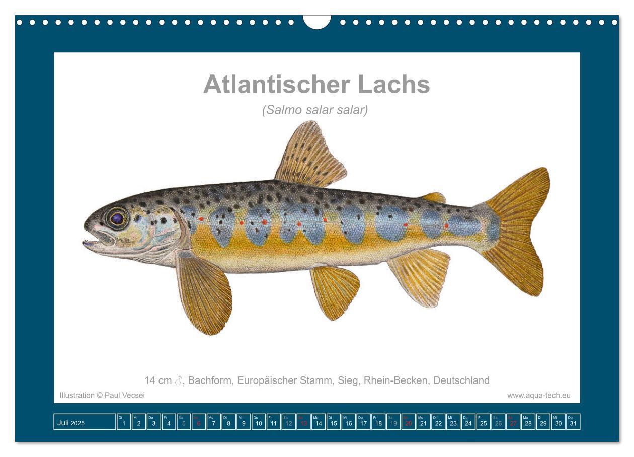 Bild: 9783383772634 | Fisch als Kunst 2025: Atlantische Lachse (Wandkalender 2025 DIN A3...