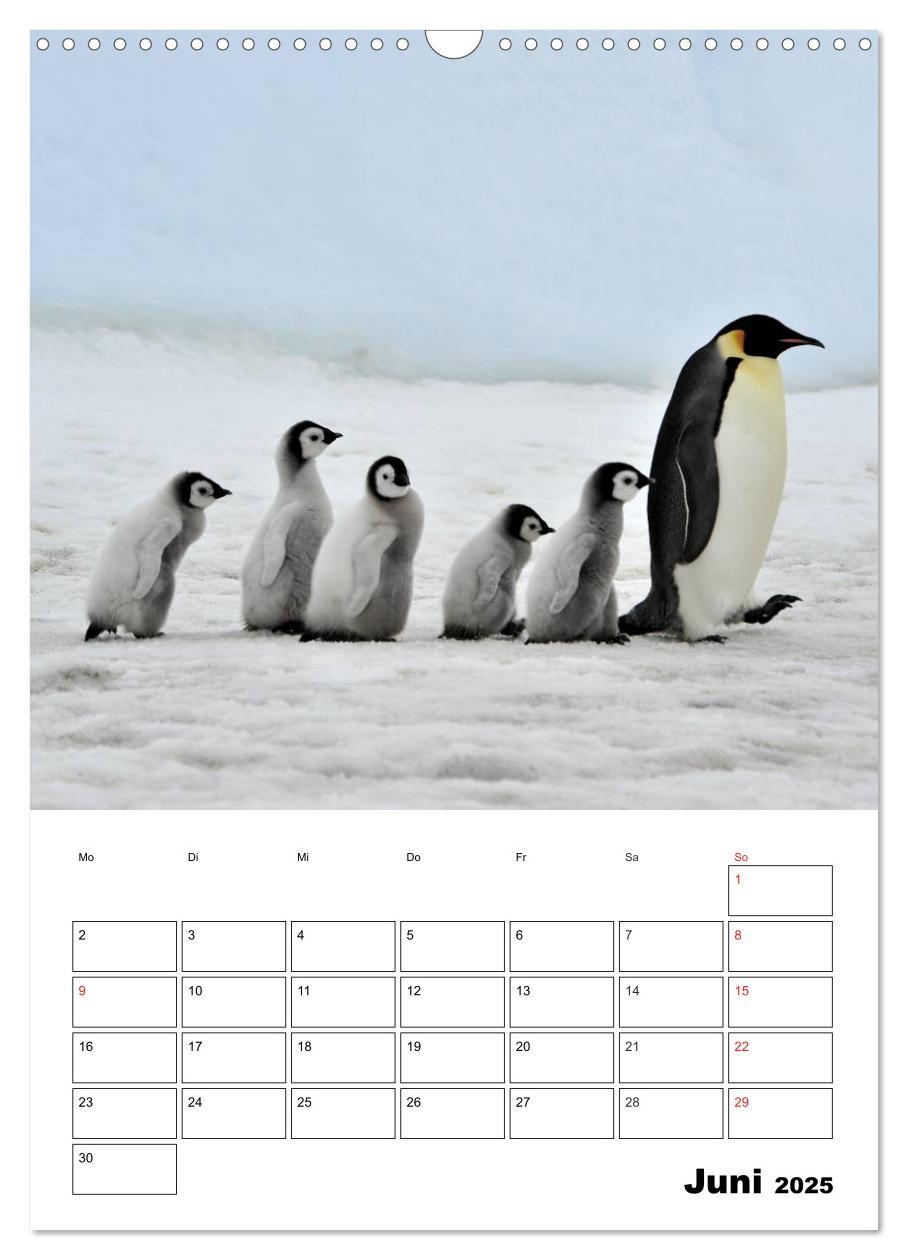 Bild: 9783457035238 | Pinguine. Familienglück im Eis (Wandkalender 2025 DIN A3 hoch),...