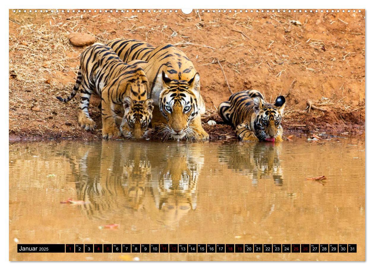 Bild: 9783435215799 | Indien - Im Reich des Tigers (Wandkalender 2025 DIN A2 quer),...