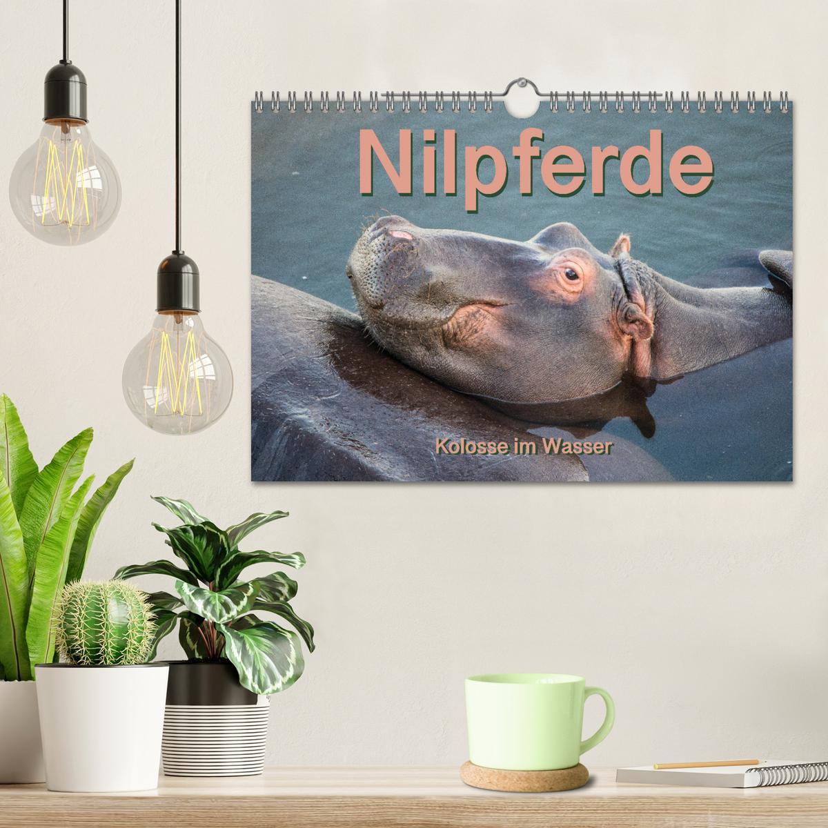 Bild: 9783435328727 | Nilpferde, Kolosse im Wasser (Wandkalender 2025 DIN A4 quer),...