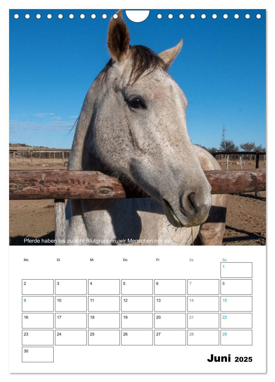 Bild: 9783435943203 | Liebenswerte Landtiere (Wandkalender 2025 DIN A4 hoch), CALVENDO...