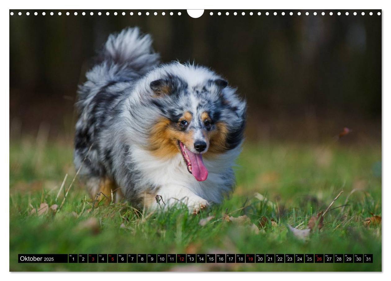 Bild: 9783435569564 | Traumhund Sheltie (Wandkalender 2025 DIN A3 quer), CALVENDO...