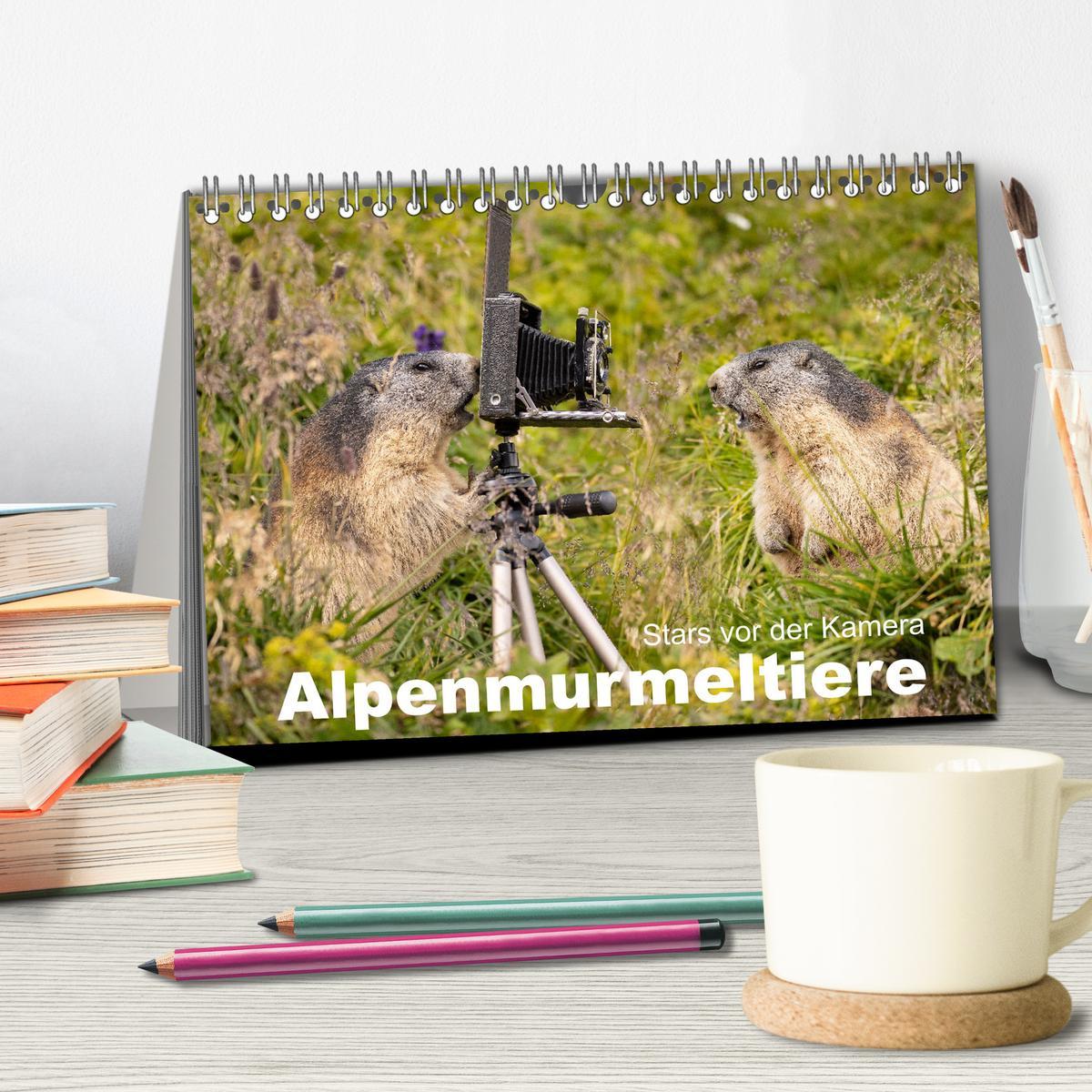 Bild: 9783383920622 | Alpenmurmeltiere - Stars vor der Kamera (Tischkalender 2025 DIN A5...