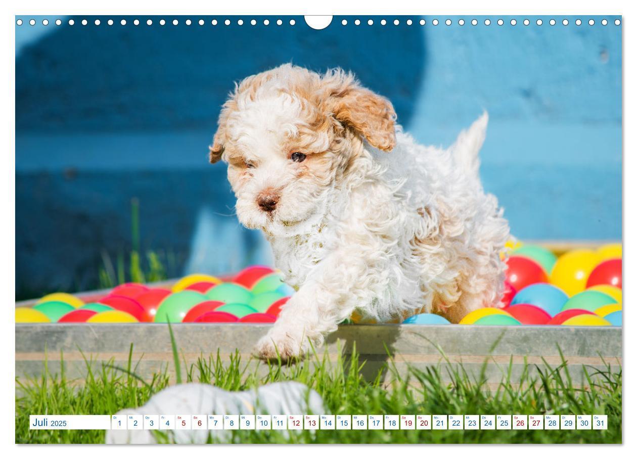 Bild: 9783435028313 | Lagotto Romagnolo - Bilder aus der Kinderstube (Wandkalender 2025...