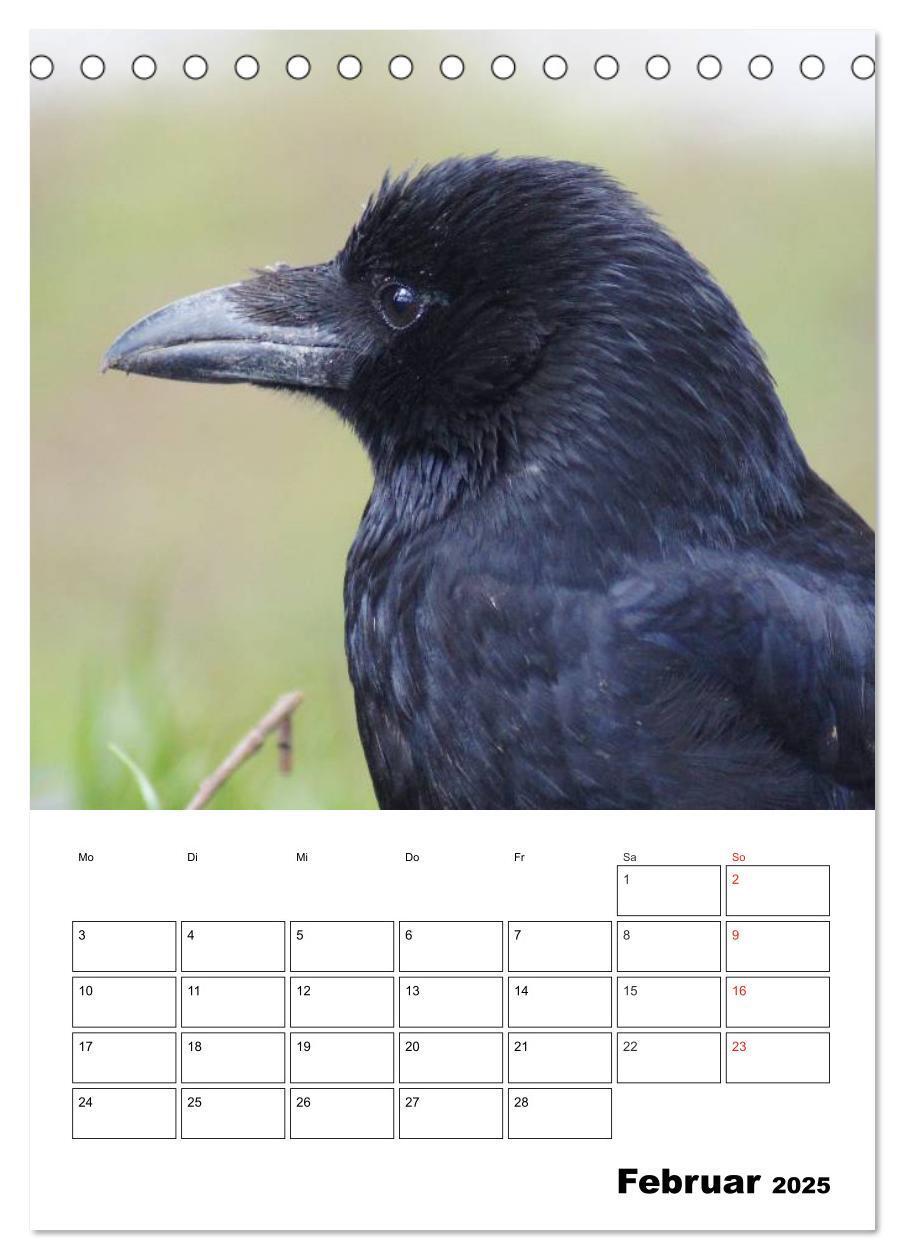 Bild: 9783457020074 | Rabenvögel Terminplaner (Tischkalender 2025 DIN A5 hoch), CALVENDO...