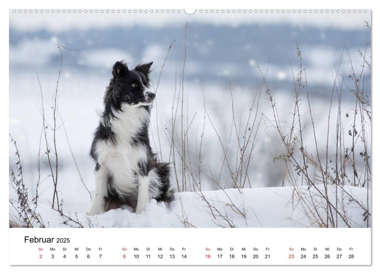 Bild: 9783435188130 | Border Collie - Bunt und clever! (hochwertiger Premium Wandkalender...