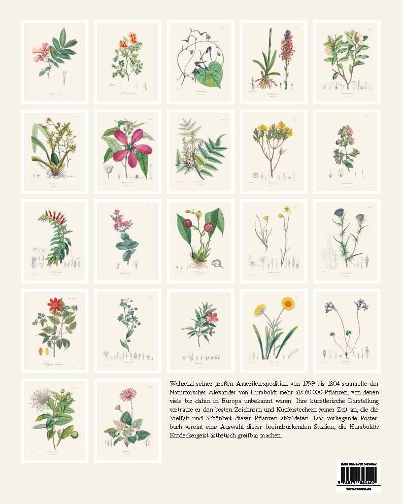 Bild: 9783791385402 | Alexander von Humboldt: Botanische Illustrationen. Posterbuch mit...