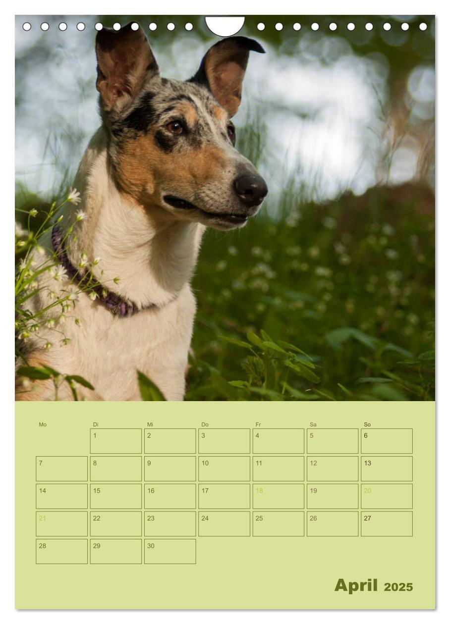 Bild: 9783457052280 | Kurzhaarcollies (Wandkalender 2025 DIN A4 hoch), CALVENDO...