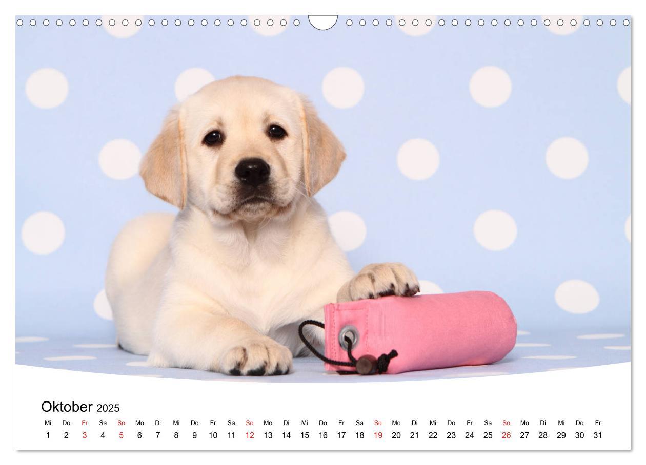 Bild: 9783435199266 | Labrador Welpen - Labrador Puppies (Wandkalender 2025 DIN A3 quer),...