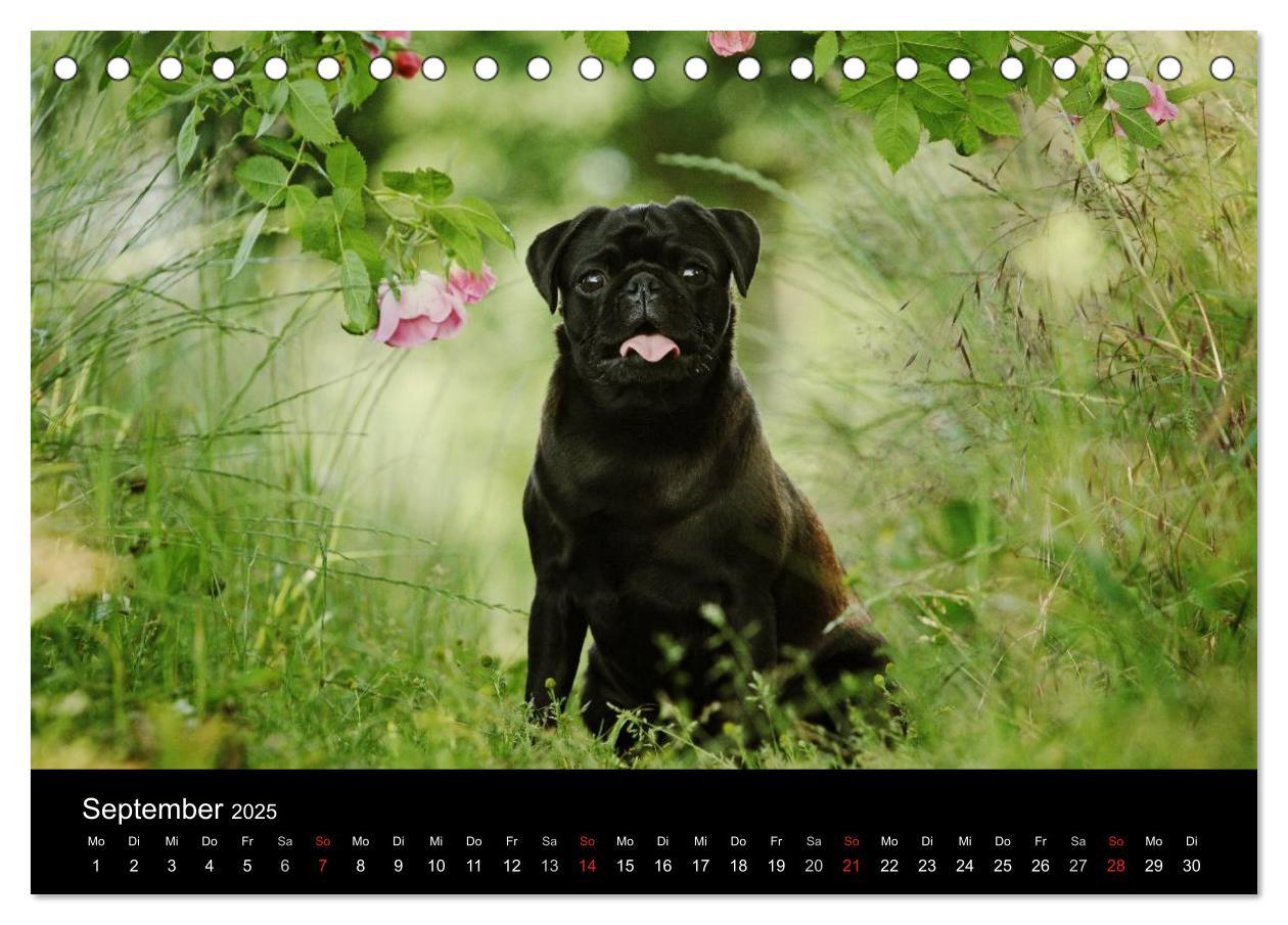 Bild: 9783435768424 | Der MOPS-Kalender (Tischkalender 2025 DIN A5 quer), CALVENDO...