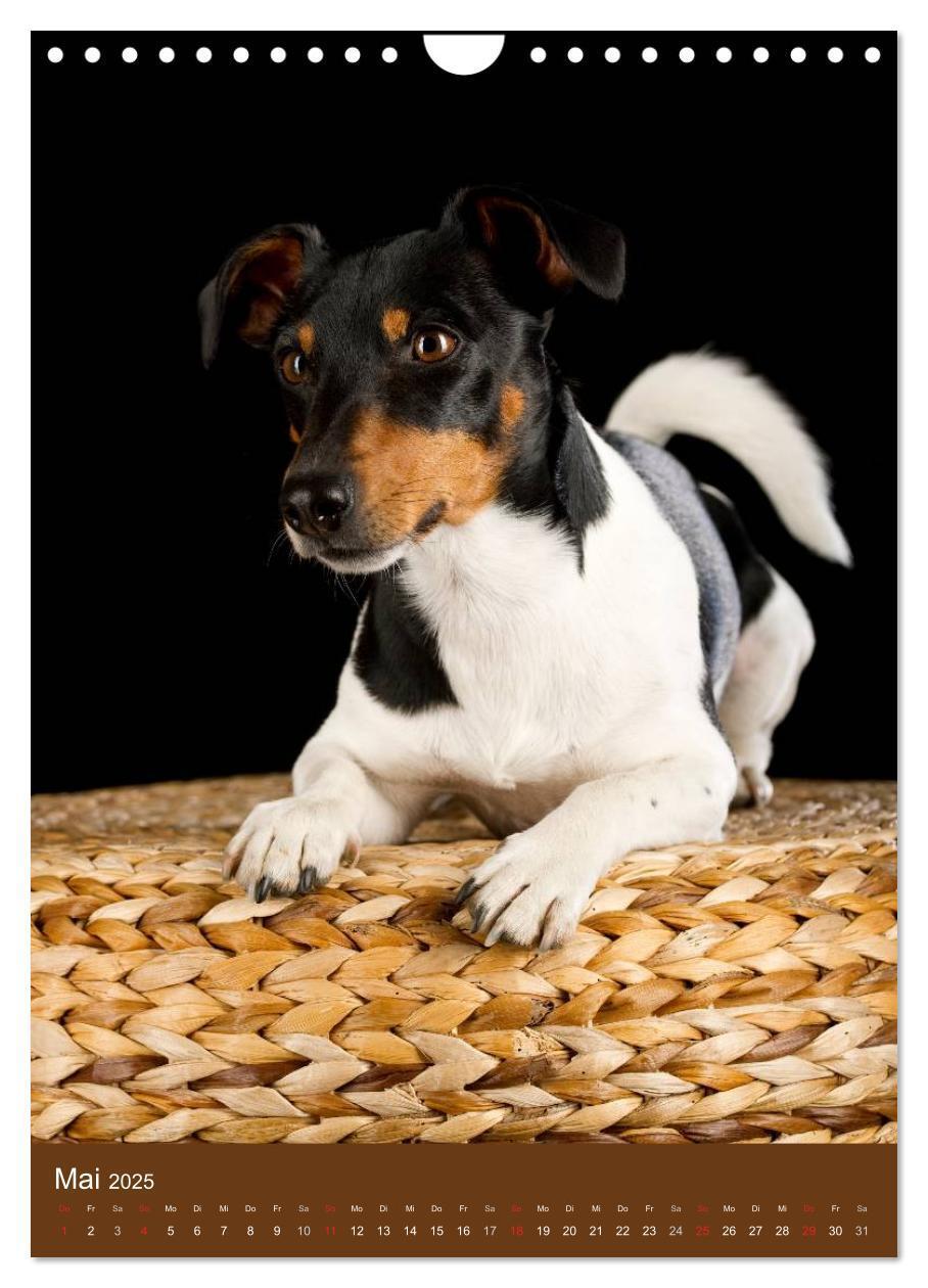 Bild: 9783457064986 | Jack Russell Terrier (Wandkalender 2025 DIN A4 hoch), CALVENDO...