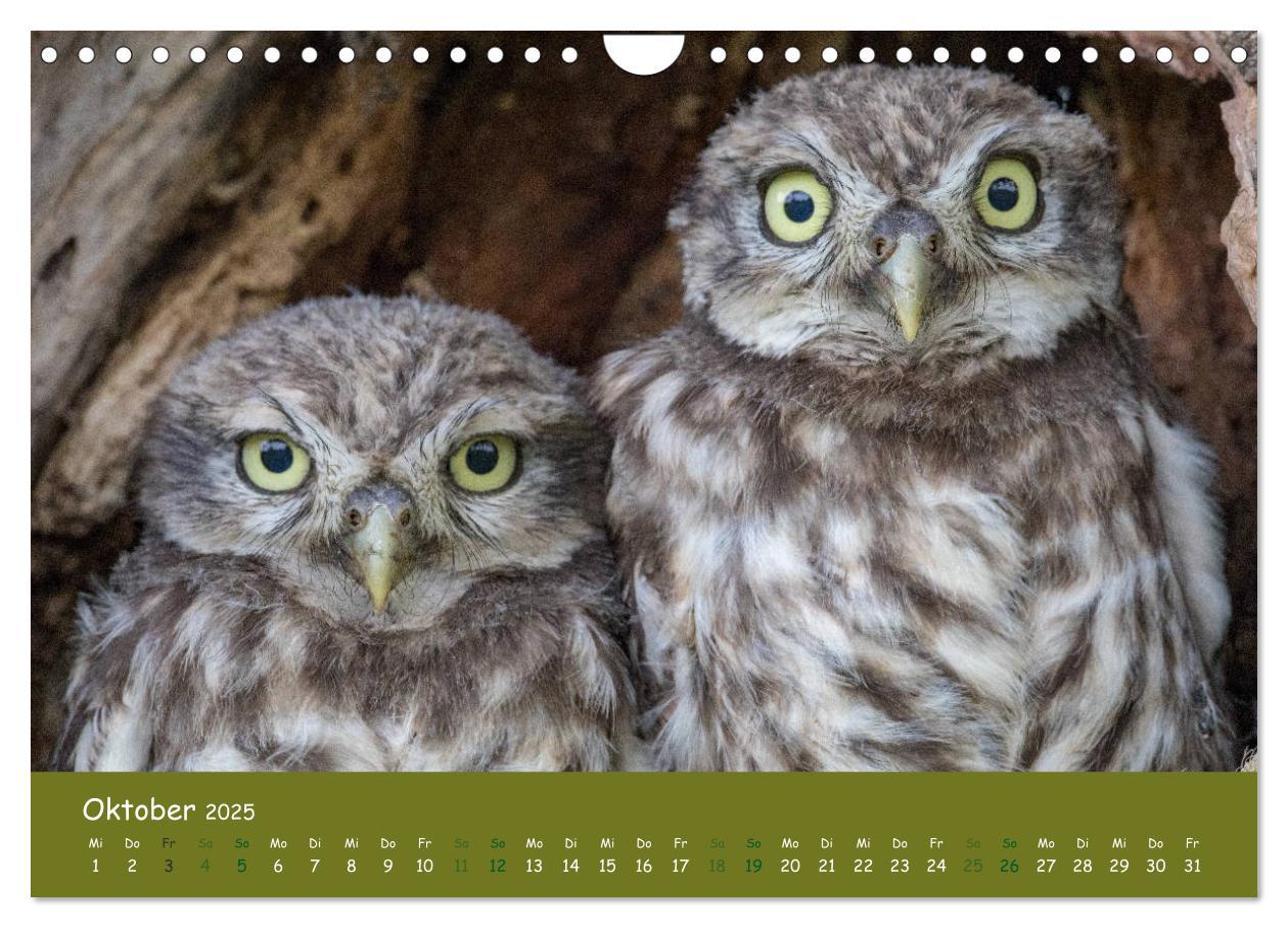 Bild: 9783435300532 | Steinkäuze (Athene noctua) (Wandkalender 2025 DIN A4 quer),...