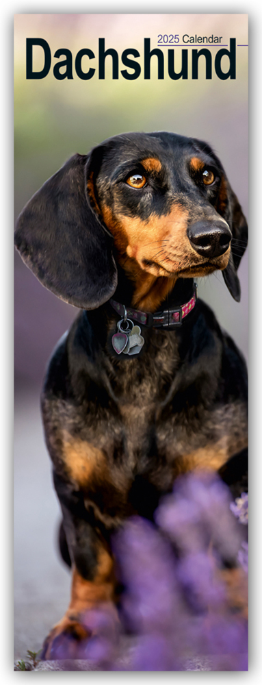 Cover: 9781804605035 | Dachshunds - Dackel 2025 | Avonside Publishing Ltd | Kalender | 14 S.