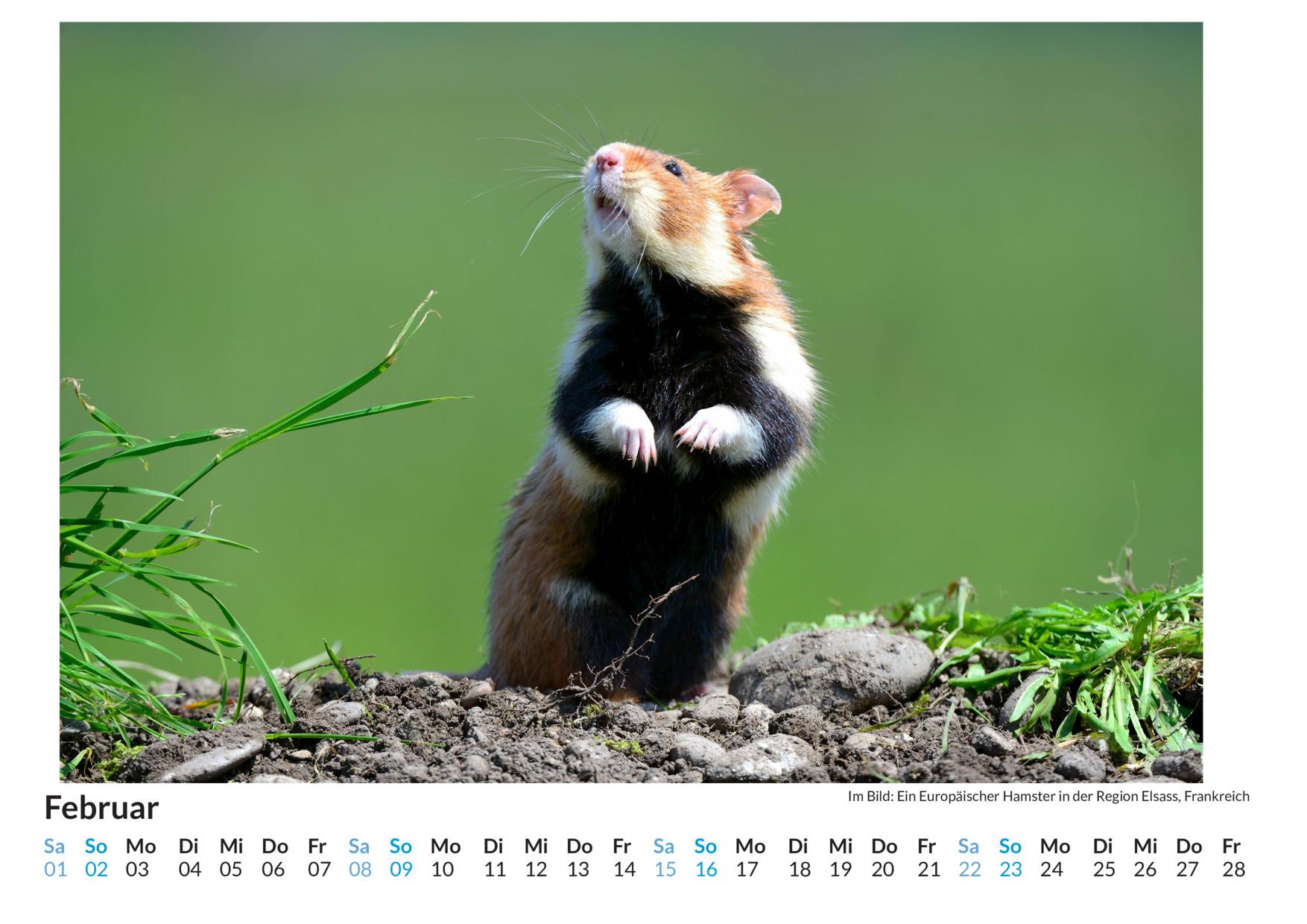 Bild: 9783759122148 | Nagetiere - (Wandkalender 2025, Kalender DIN A4 quer,...