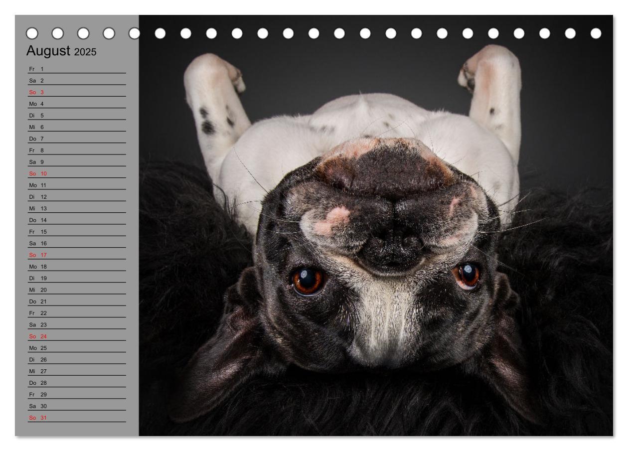 Bild: 9783435025626 | Bullymania - Französische Bulldoggen (Tischkalender 2025 DIN A5...