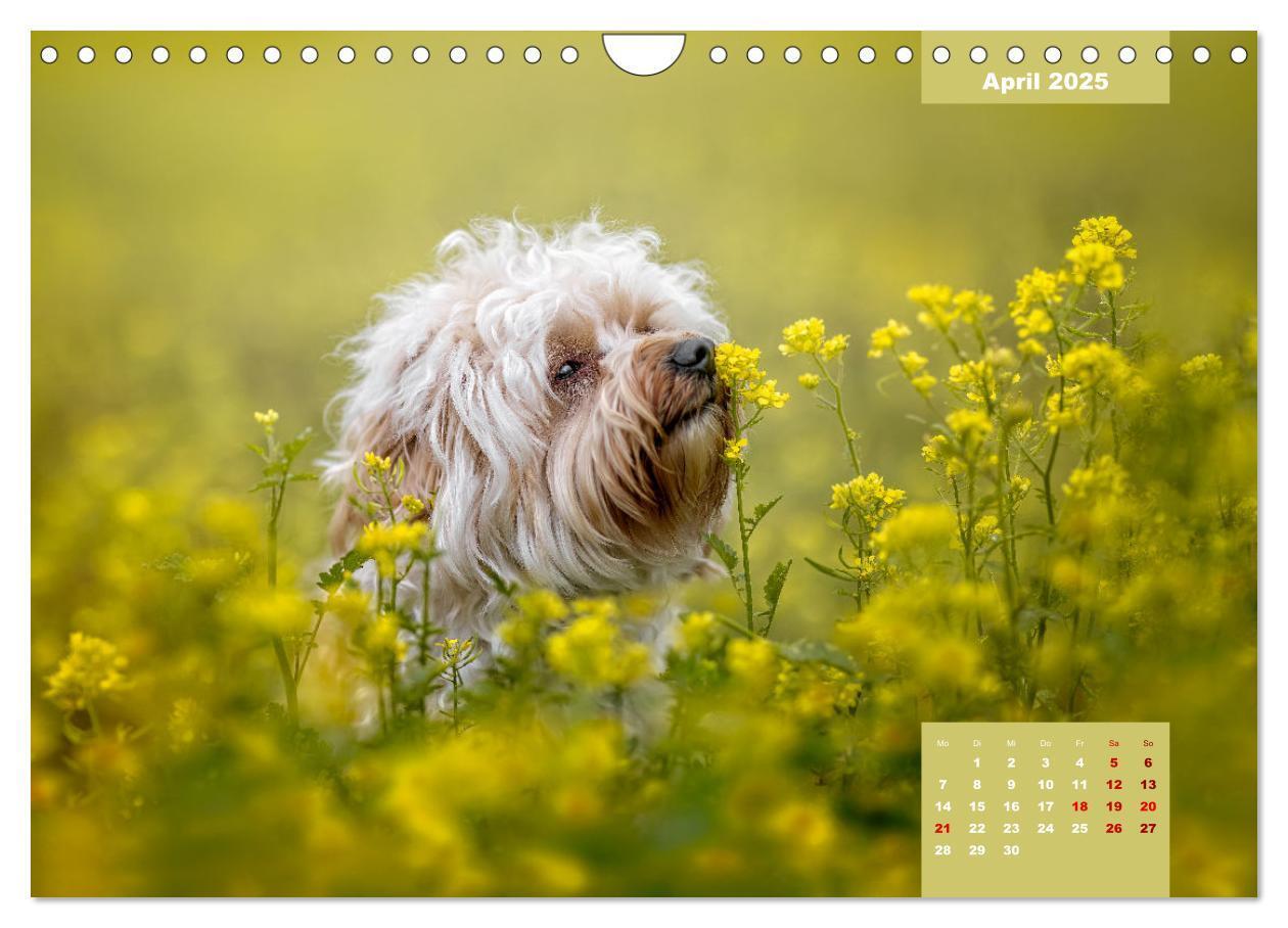 Bild: 9783435034086 | Rocket der Havaneser (Wandkalender 2025 DIN A4 quer), CALVENDO...