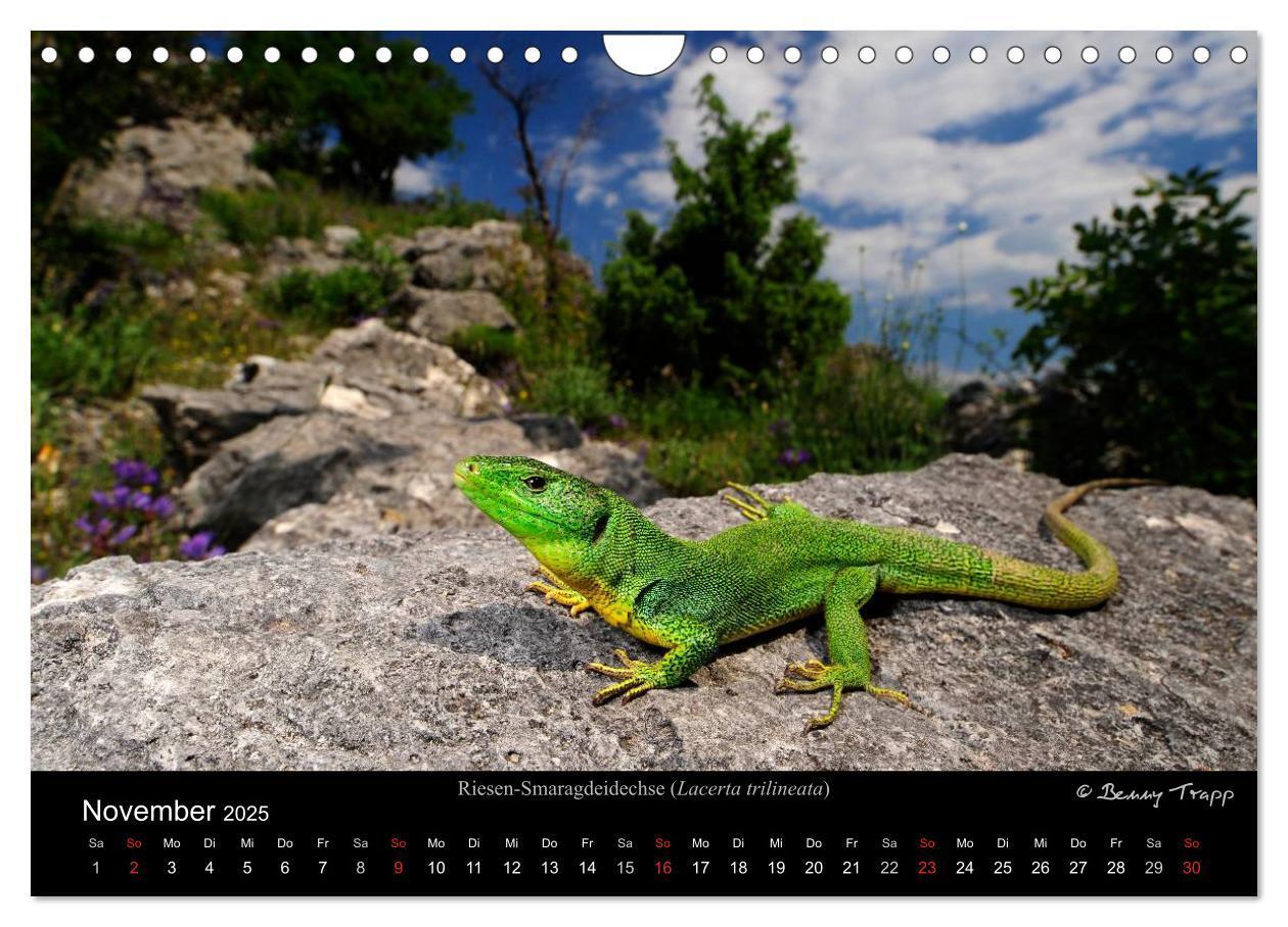 Bild: 9783435774548 | REPTILIEN (Wandkalender 2025 DIN A4 quer), CALVENDO Monatskalender