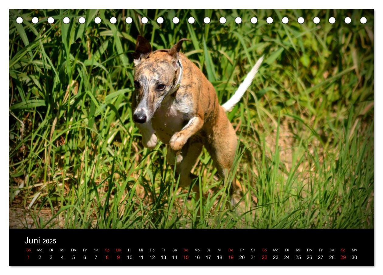 Bild: 9783435629909 | Whippets in Aktion (Tischkalender 2025 DIN A5 quer), CALVENDO...