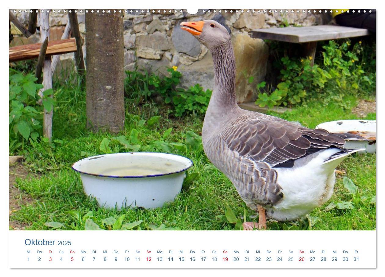 Bild: 9783435493630 | Tierisches Leben auf dem Bauernhof 2025 (Wandkalender 2025 DIN A2...