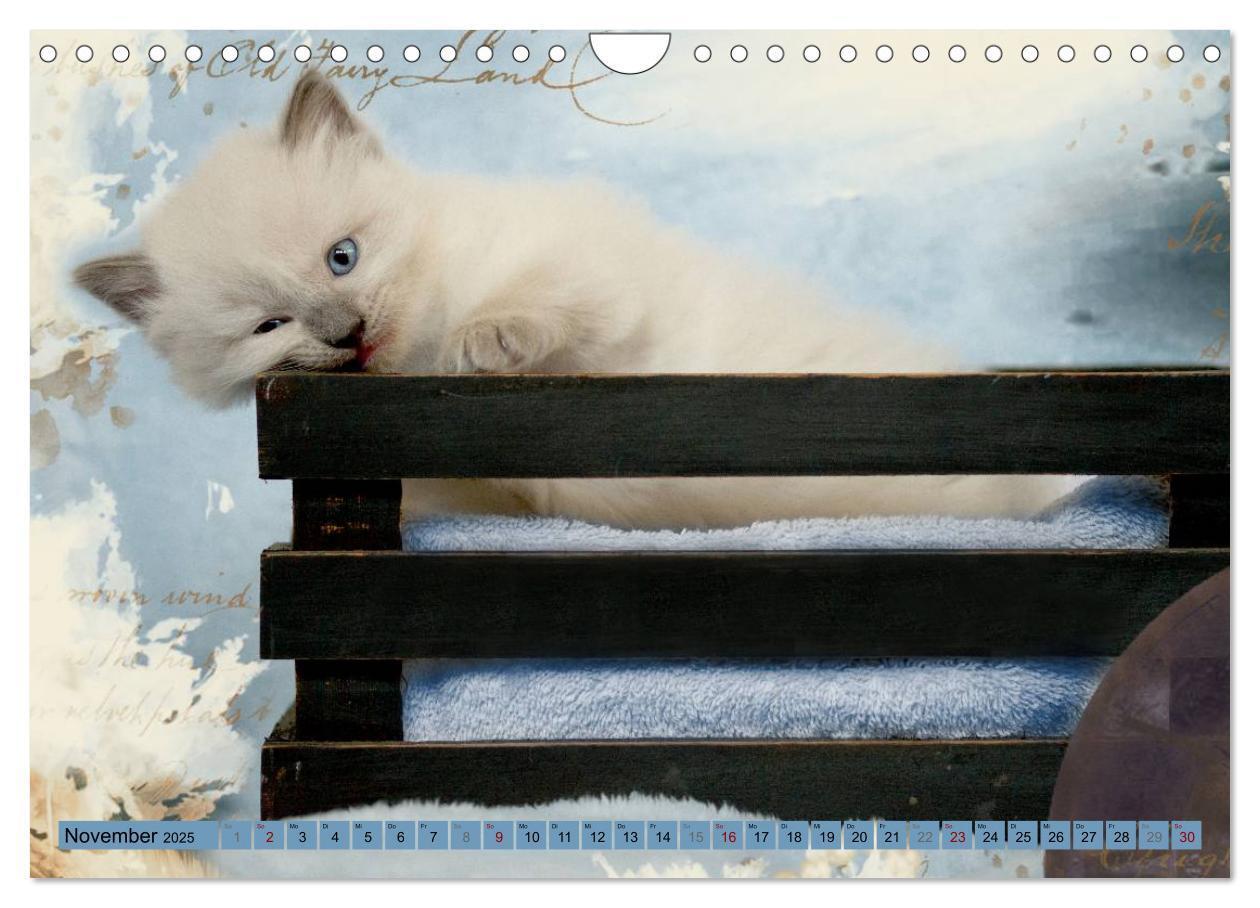 Bild: 9783435457250 | RAGDOLLS Impressionen aus der Kinderstube (Wandkalender 2025 DIN A4...