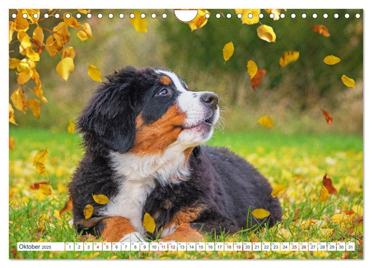 Bild: 9783435050321 | Berner Sennenhund - Ein Traum auf vier Pfoten (Wandkalender 2025...