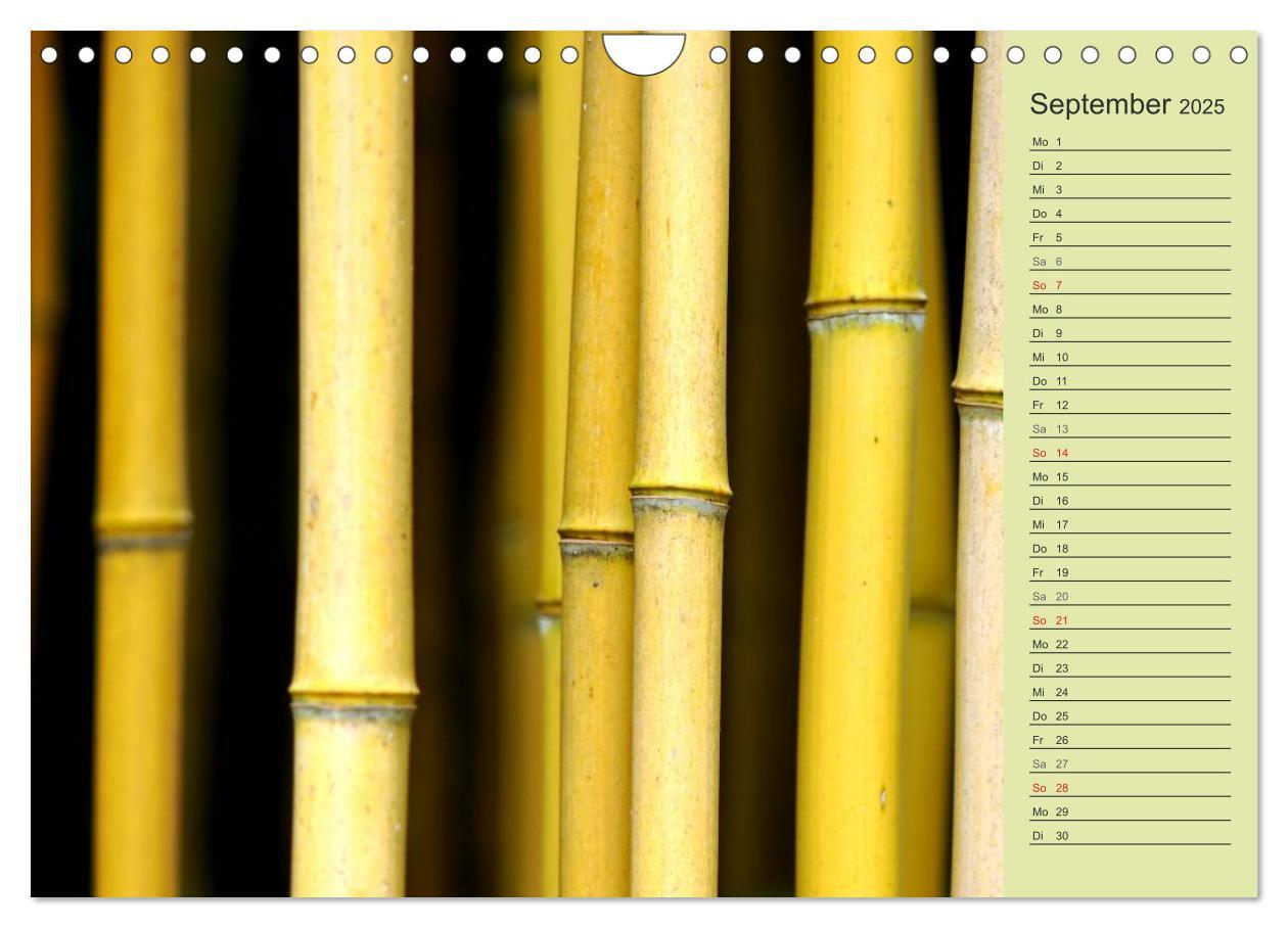 Bild: 9783435549757 | BAMBUS (Wandkalender 2025 DIN A4 quer), CALVENDO Monatskalender | 2025