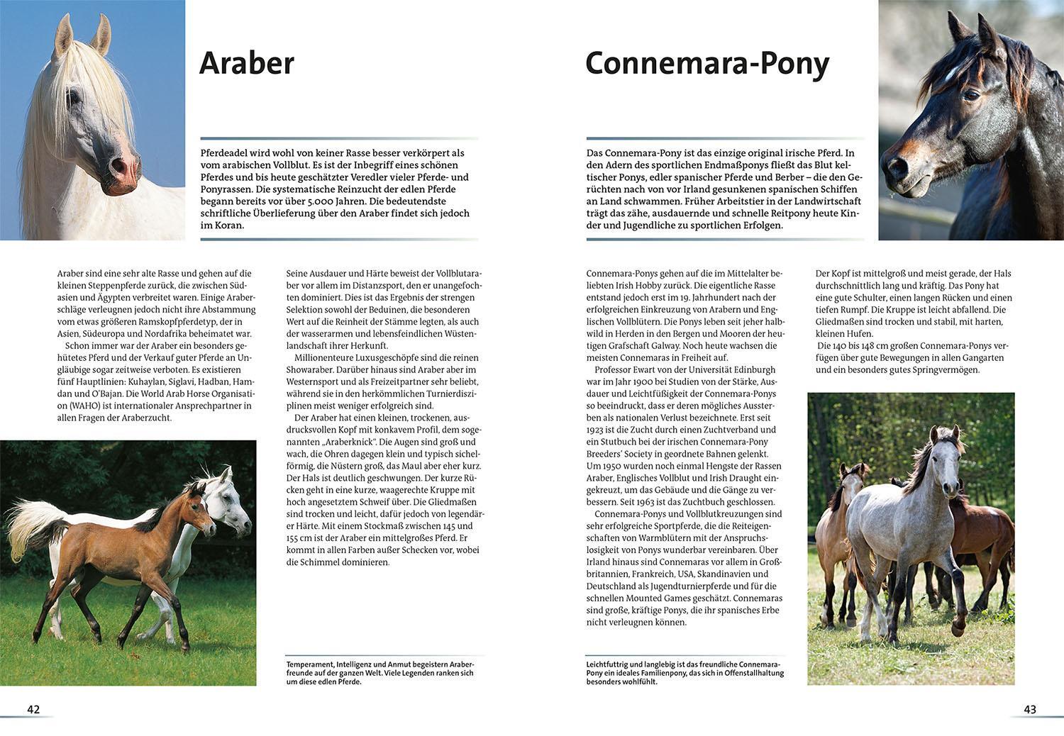 Bild: 9783440181676 | Alles über Pferde | Reiten, Haltung, Rassen | Ulrike Amler | Buch