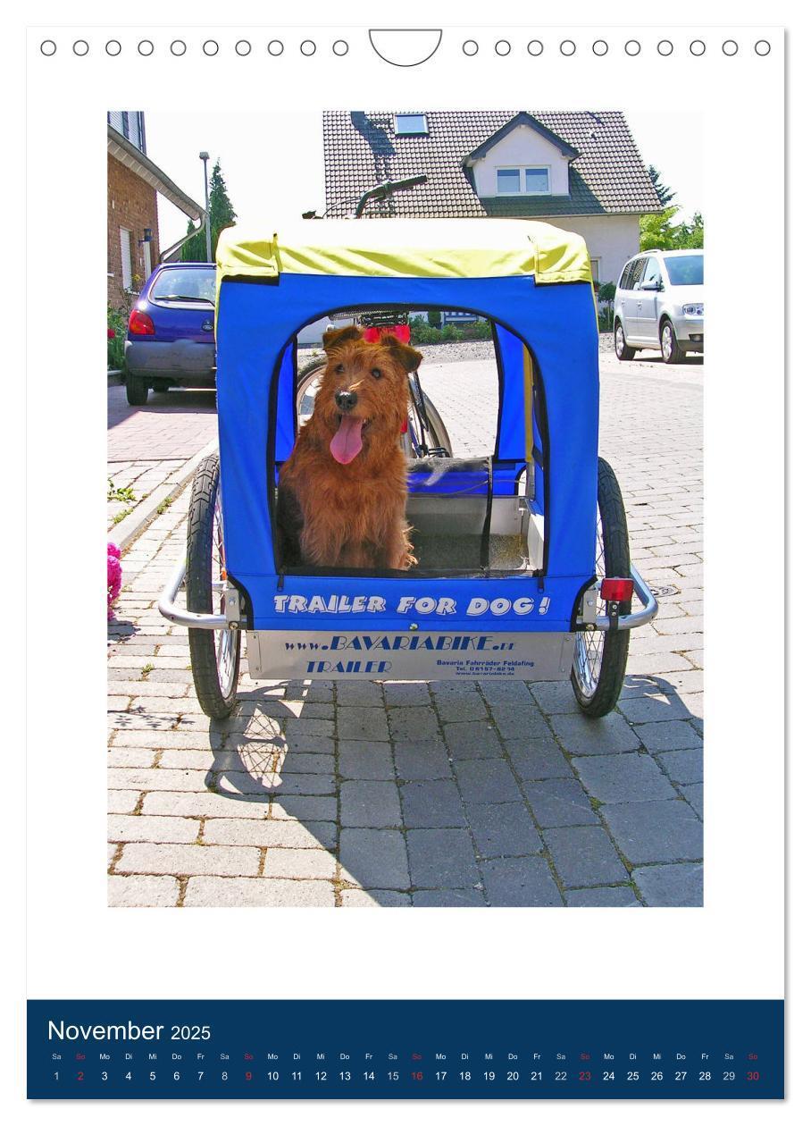 Bild: 9783435951222 | Kelly - Ein Irish Terrier macht Urlaub (Wandkalender 2025 DIN A4...