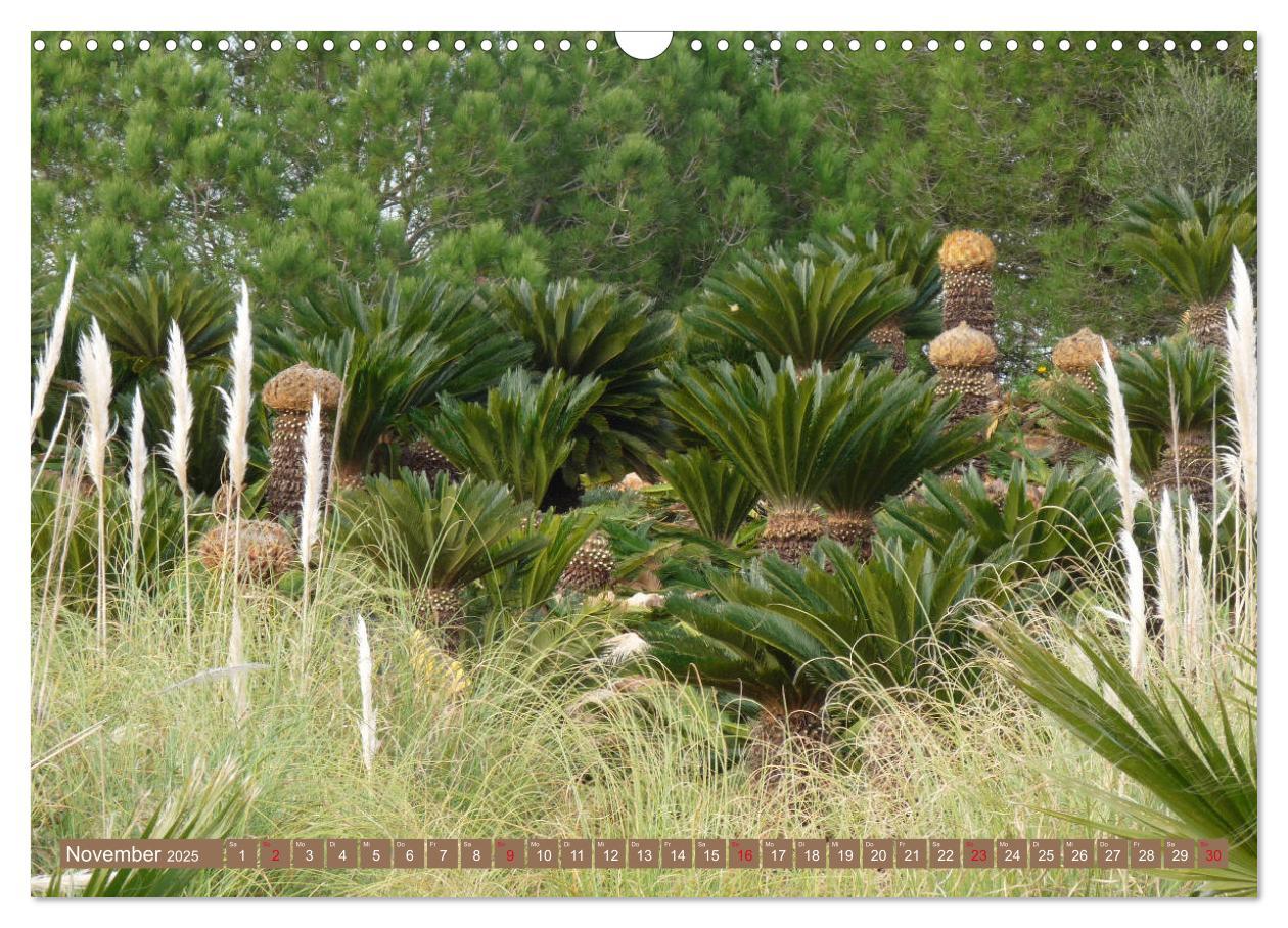 Bild: 9783435336579 | BOTANICACTUS Mallorcas Kakteengarten (Wandkalender 2025 DIN A3...